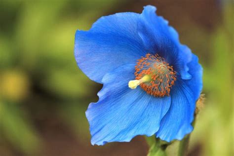 Papavero Blu Dell'Himalaya (Meconopsis Betonicifolia), Un Papavero Blu